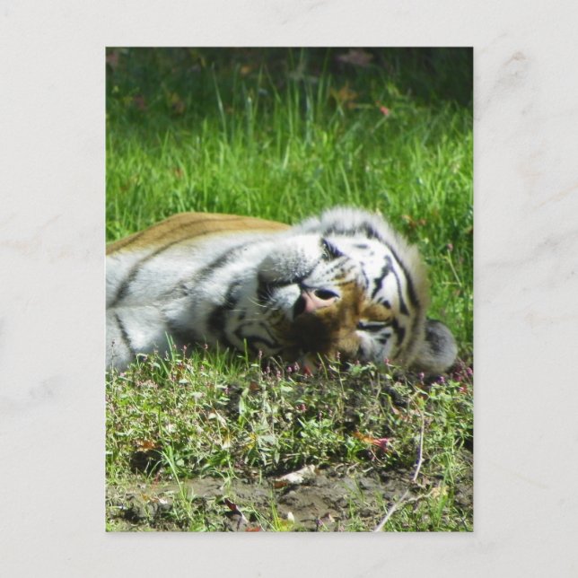 Cartão Postal Sleepy Tiger (Frente)