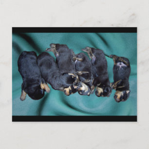 Cartão Postal sleepyhead rottweiler puppies