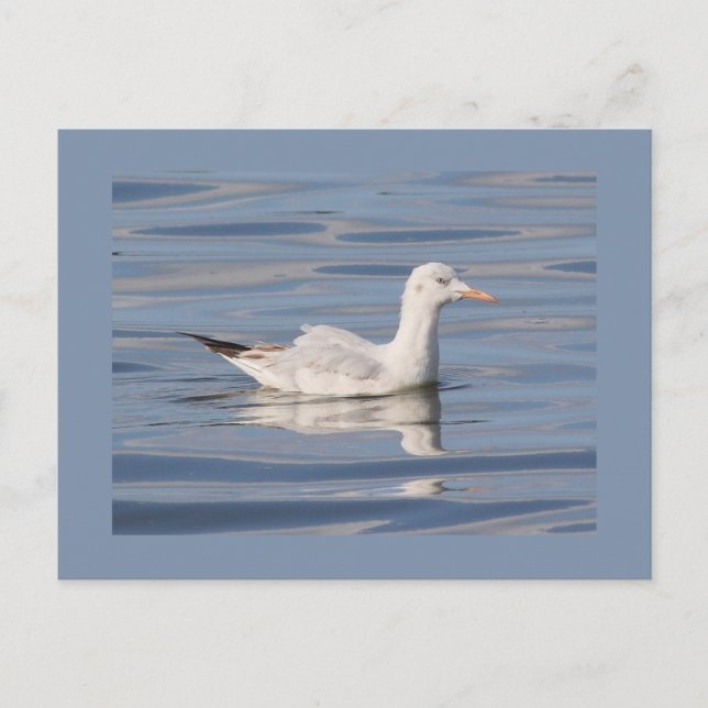 Cartão Postal Slender-billed Gull (Frente)