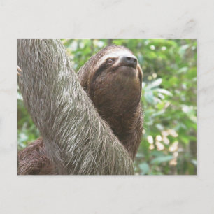 Cartão Postal Sloth Escalbing