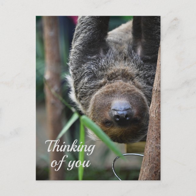 Cartão Postal Sloth Sang Out Edimburgo Zoo Pensando em você (Frente)