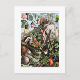 Cartão Postal Slugs e Caracóis