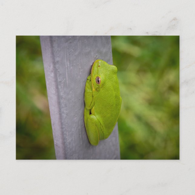 Cartão Postal Small green tree frog clings to a metal rail. (Frente)