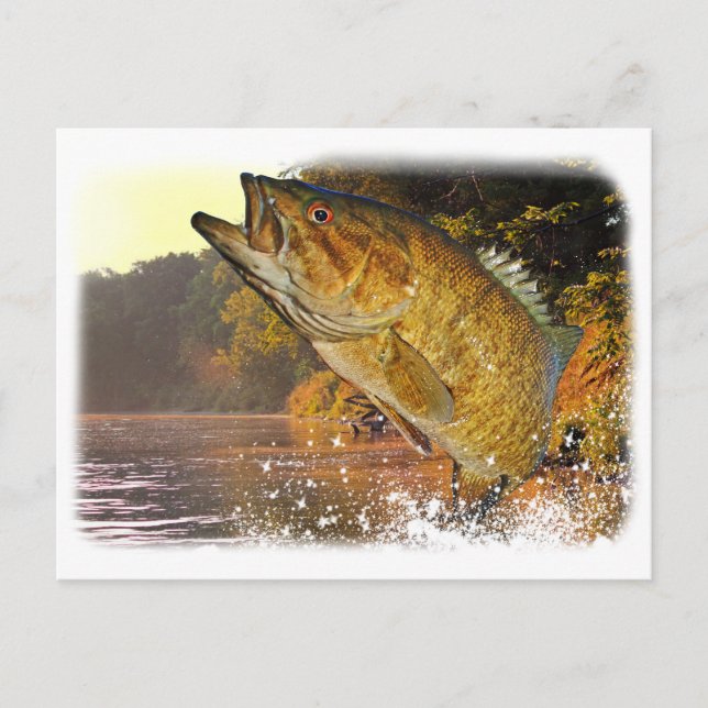 Cartão Postal Smallmouth Bass (Frente)
