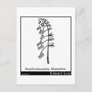 Cartão Postal Smalltoothcombia Domestica.