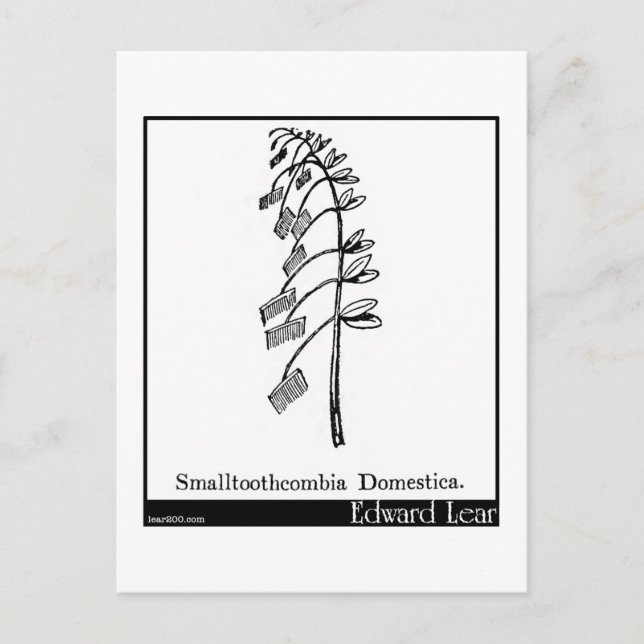 Cartão Postal Smalltoothcombia Domestica. (Frente)