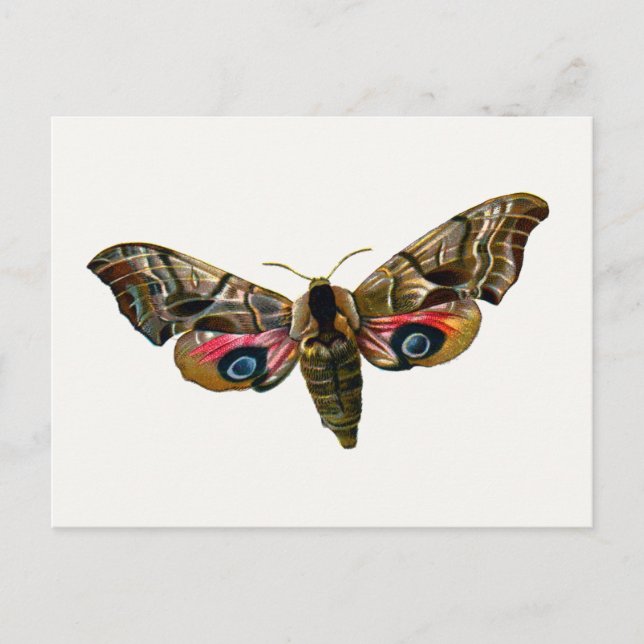 Cartão Postal Smerinthus ocellata - Olhos Hawk-Moth - Imagem a c (Frente)