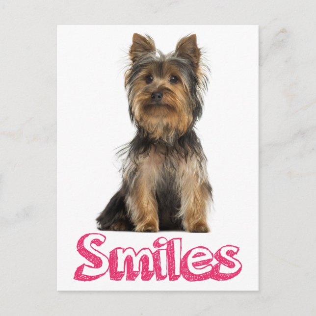 Cartão Postal Smile Yorkshire Terrier Puppy Dog Vazio Card (Frente)