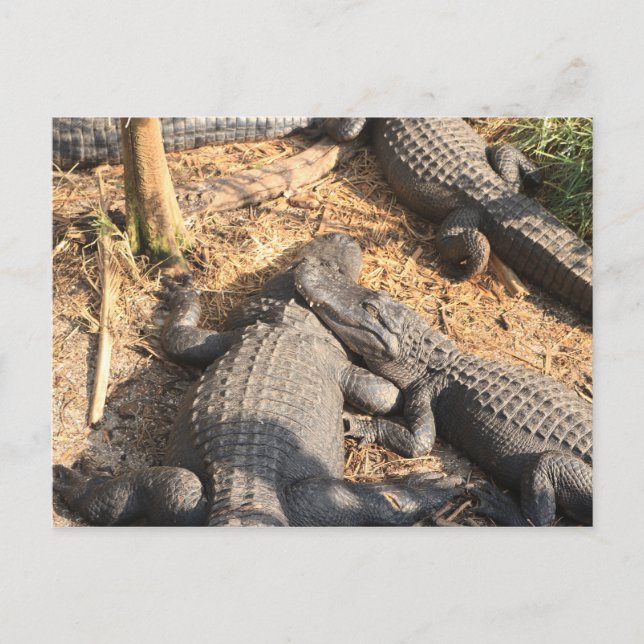Cartão Postal Smilin' Alligator (Frente)