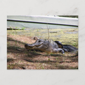 Cartão Postal Smiling Aligator - Postcard
