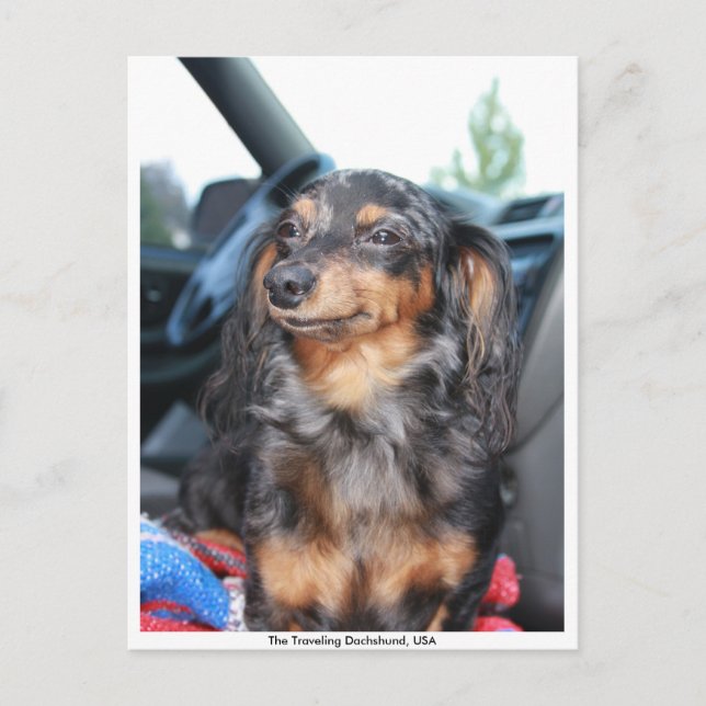 Cartão Postal Smiling doxie, The Traveling Dachshund, EUA (Frente)