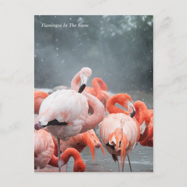 Cartão Postal Smithsonian | Flamingos Na Neve (Frente)