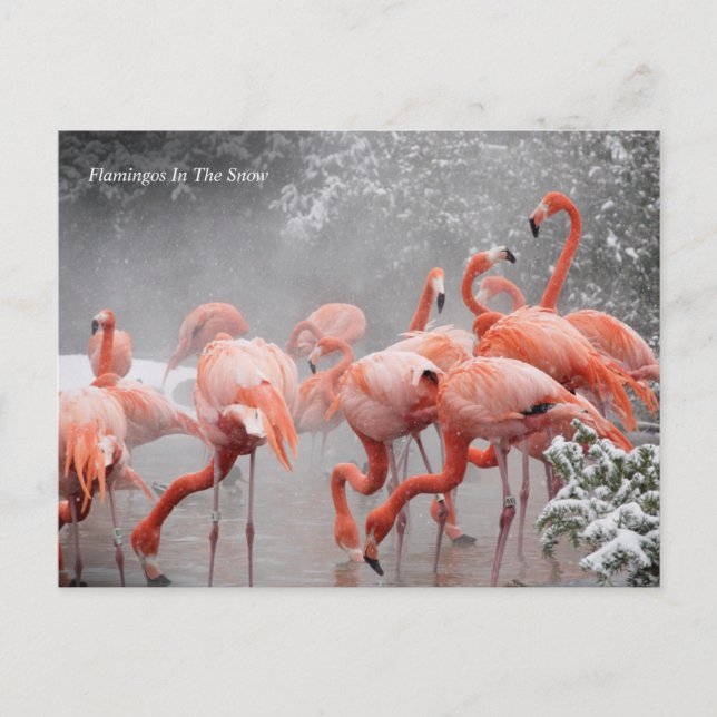 Cartão Postal Smithsonian | Flamingos Na Neve (Frente)