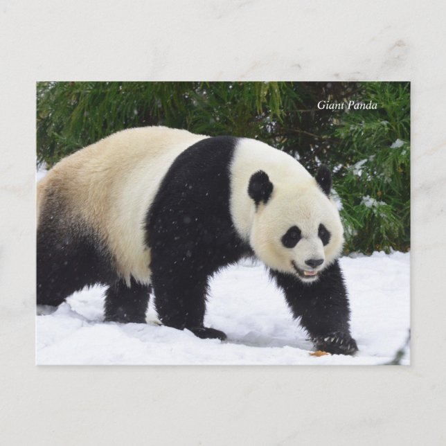 Cartão Postal Smithsonian | Pandas Gigantes Na Neve (Frente)