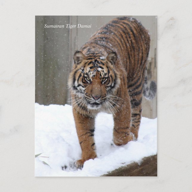 Cartão Postal Smithsonian | Sumatran Tiger Damai (Frente)