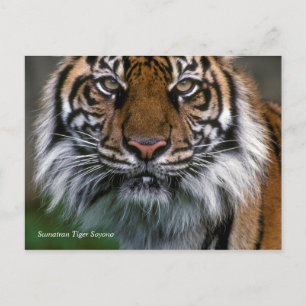 Cartão Postal Smithsonian Sumatran Tiger Soyono
