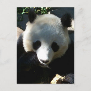 Cartão Postal Snack 1 à tarde