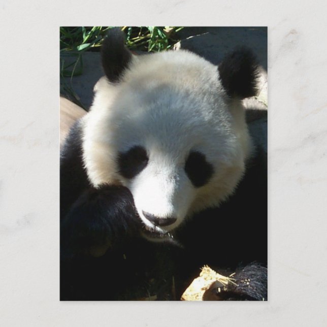 Cartão Postal Snack 1 à tarde (Frente)