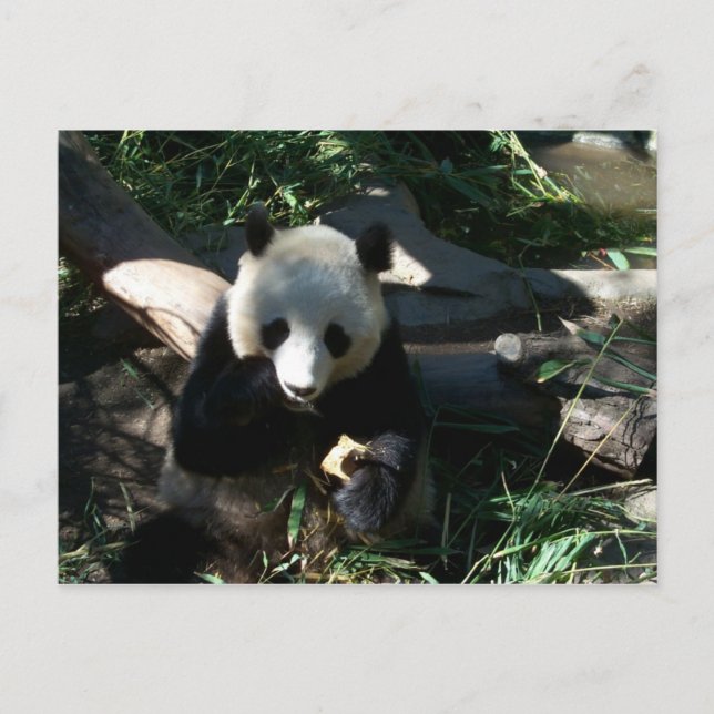 Cartão Postal Snack Tarde (Frente)