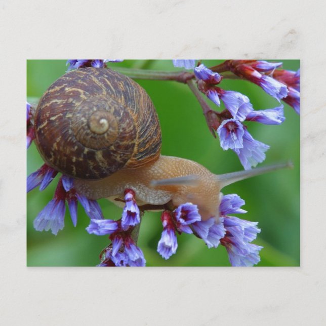 CARTÃO POSTAL SNAIL FLOWER (Frente)