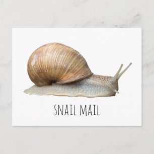 Cartão Postal snail mail
