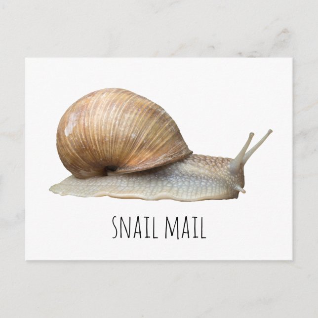 Cartão Postal snail mail (Frente)