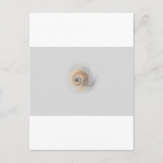 Cartão Postal snail Schnecke Muschel Shell