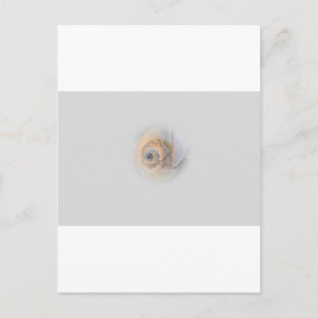 Cartão Postal snail Schnecke Muschel Shell (Frente)