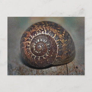 Cartão Postal Snail Shell