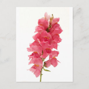 Cartão Postal Snapdragon comum