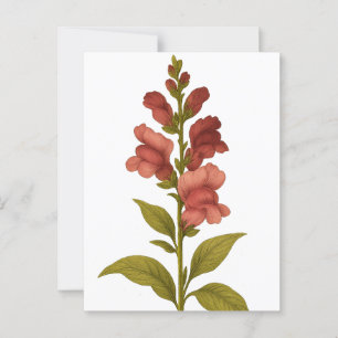 Cartão Postal Snapdragon — Graciosidade, engano