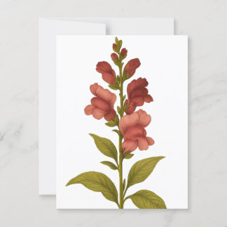 Cartão Postal Snapdragon — Graciosidade, engano