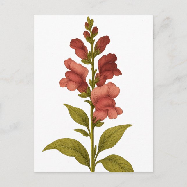 Cartão Postal Snapdragon — Graciosidade, engano (Frente)