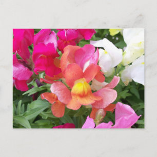 Cartão Postal Snapdragon Postcard