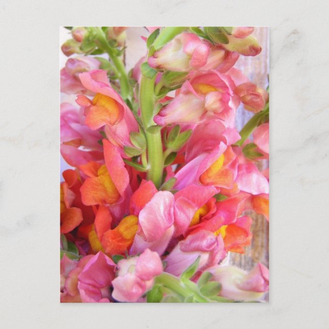 Cartão Postal Snapdragons (Frente)