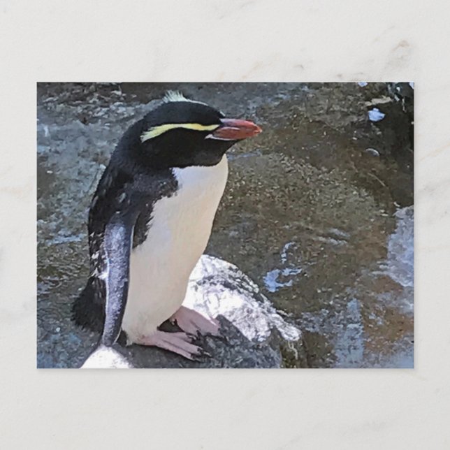 Cartão Postal Snares pinguim, Nova Zelândia (Frente)