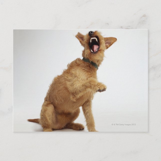 Cartão Postal Snarling Dog (Frente)