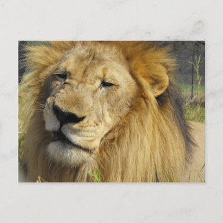 Cartão Postal Snarling Lion