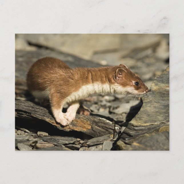 Cartão Postal Sniffing Weasel (Frente)