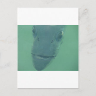 Cartão Postal Snook