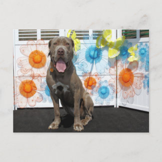 Cartão Postal Snoop - Neapolitan Mastiff -3