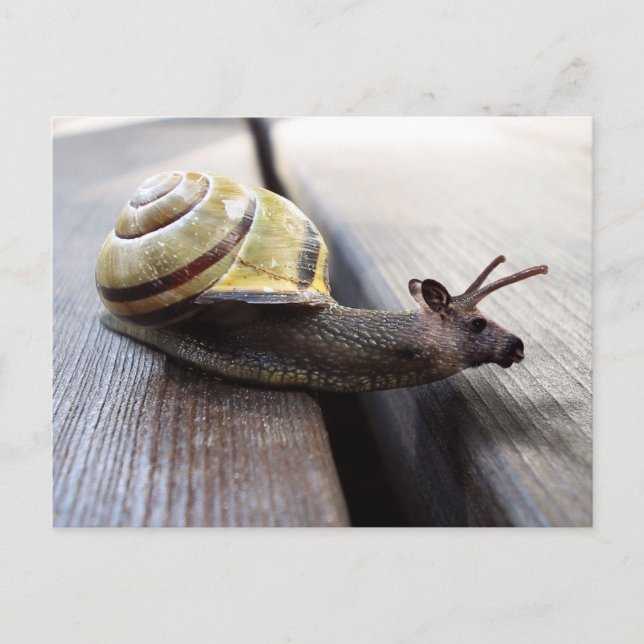 Cartão Postal Snoose (Frente)