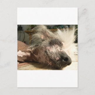 Cartão Postal snooze