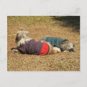 Cartão Postal Snoozing em Nong Khai