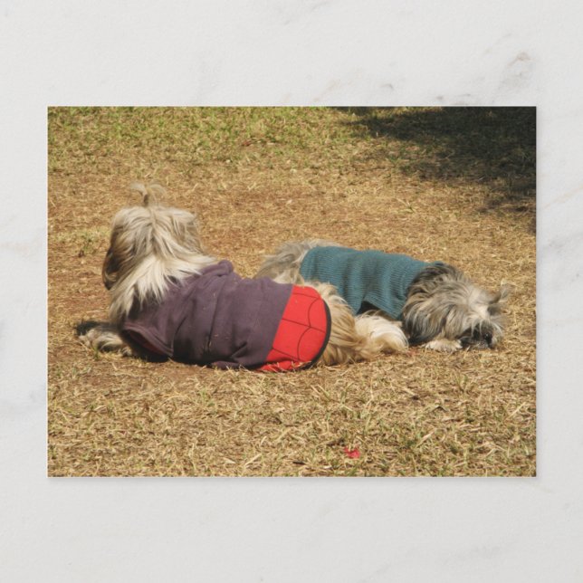 Cartão Postal Snoozing em Nong Khai (Frente)