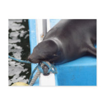 Snoozing Galápagos - Leão Mar das Ilhas Galápagos