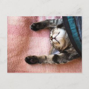Cartão Postal Snoozing Kitten