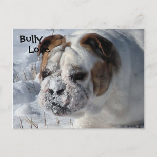 Cartão Postal Snow Bully - Bulldog Inglês