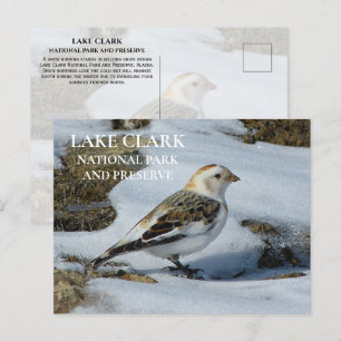 Cartão Postal Snow Bunting em Snow, Lago Clark National Park Pos