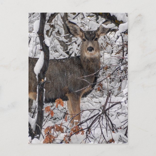 Cartão Postal Snow Deer - Wasatch Front - Utah (Frente)